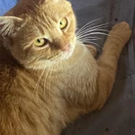 Фото №2 Рыжий молодой котик