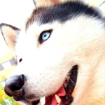 Фото №2 Вязка хаски