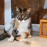 Фото №5 Ласковая трехцветная кошка Триша ищет добрую семью!