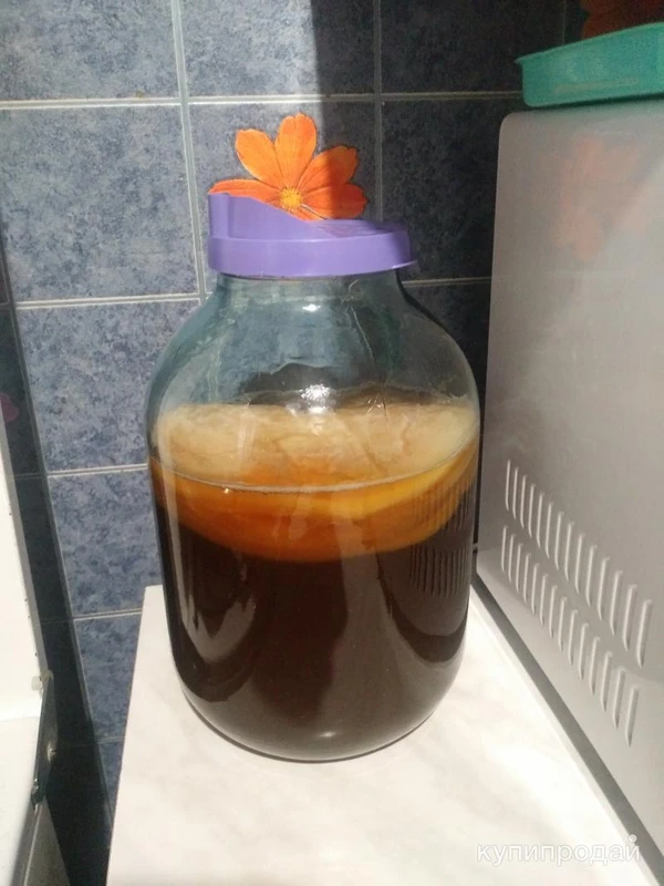 Фото Чайный гриб