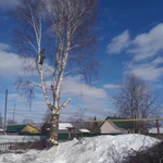 Фото №4 Валка, спил, уборка аварийных деревьев, веток.