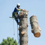 Удаление деревьев. Спилить дерево