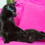 Фото №4 котенок в добрые руки