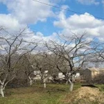 Грамотная обрезка сада, плодовых деревьев