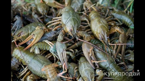 Фото Раки Речные Живые