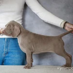 Фото №2 Шикарные щенки веймарайнера с документами РКФ