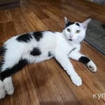 Фото №4 Кот в ответственные руки