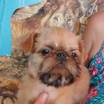 Фото №2 БРЮССЕЛЬСКИЙ ГРИФФОН 4,5 мес.