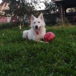 Фото №2 Kindergarten_for_dogs 