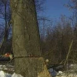 Валка деревьев, удаление деревьев, вырубка