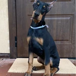 Фото №2 Щенки добермана РКФ