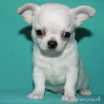 Фото №9 чихуахуа белоснежный мальчик шоу