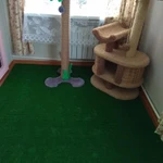Фото №3 Гостиница для котов и кошек. Истра