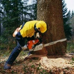 Расчистка участков и удаление деревьев