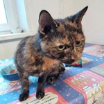 Фото №3 Черепаховая красавица Анфиса, молодая домашняя кошечка в добрые руки