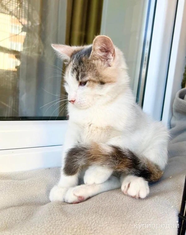 Фото Котенок Веснушка - воплощение позитива и радости в дар