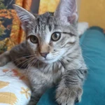 Фото №2 Котенок Нюша в добрые руки