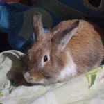 Фото №2 Декоративные кролики