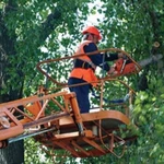 Услуги по спилу и обрезке деревьев