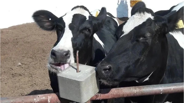 Фото Лизунец кормовой.