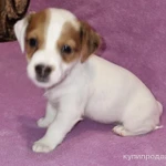 Фото №7 Продам щенка девочка джек рассел