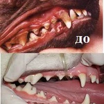 Удаление зубного камня у кошек, собак г. Балаково