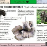 фото Чёрная лисичка(Вороночник рожковидный)