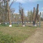 Фото №4 Спил обрезка деревьев