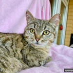 Фото №8 Хома - кот, который делает погоду в доме! В добрые руки