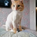 Фото №12 Стрижка кошек - гигиена животных