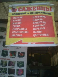 Фото Саженцы плодовые декоративные ягодные