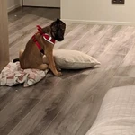 Фото №8 Отдам щенка в хорошие руки совершенно бесплатно