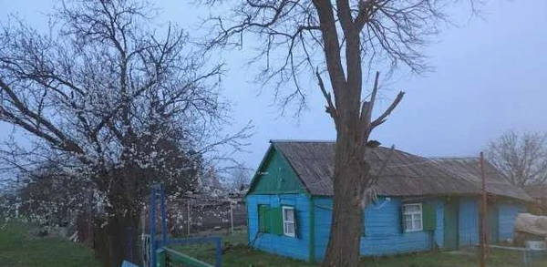 Фото Покос травы, спил деревьев, мотокультивация