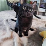 Фото №5 Бомбейские котята