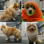 Фото №9 ZooStil Groom