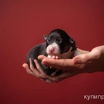 Щенки Австралийской овчарки