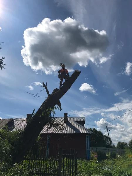 Фото Спил деревьев