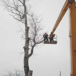 Спил деревьев любой сложности в стеснённых условия