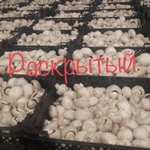 фото Грибы шампиньоны свежие