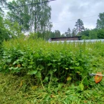 Фото №28 Прокосили траву и ХРЕН В ПОС.ВЫРИЦА. ДО и ПОСЛЕ.