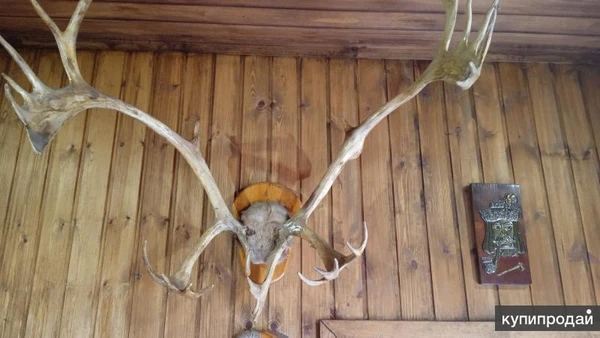 Фото продам