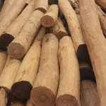 Фото №2 Акация Робиния бревна окоренные от производителя.