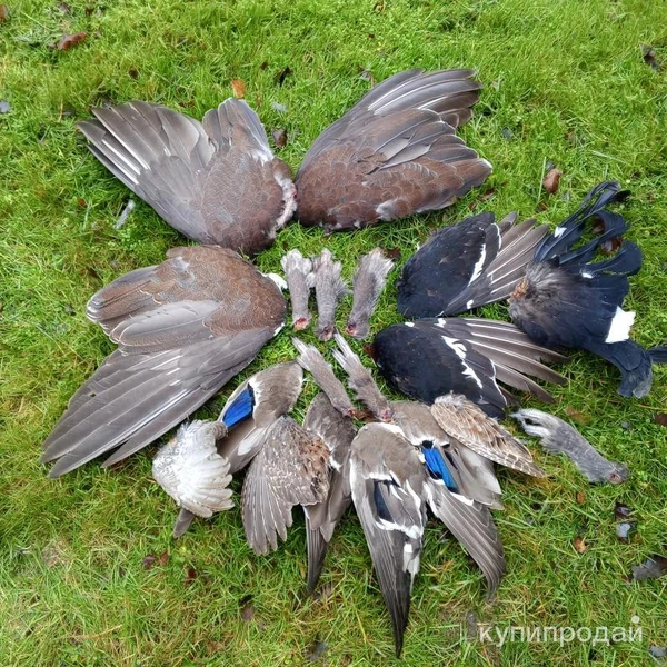 Фото Крылья боровой и болотной птицы