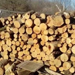 Продажа дубовых дров