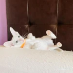 Фото №8 Продаю прекрасных ориентальных котят