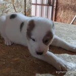 Фото №8 САО