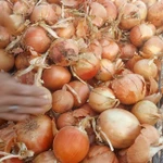 фото Лук репчатый манас оригинал лук стардас оригинал Кордай Казахстана