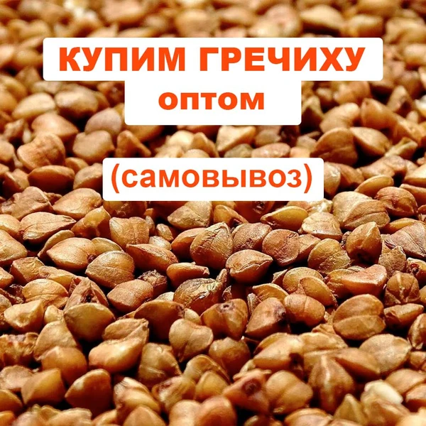 Фото Куплю гречку (самовывоз от 40 тонн)