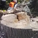 Снос и обрезка деревьев.