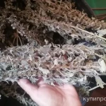 Фото №3 Пустырник. Цена за 100 грамм.